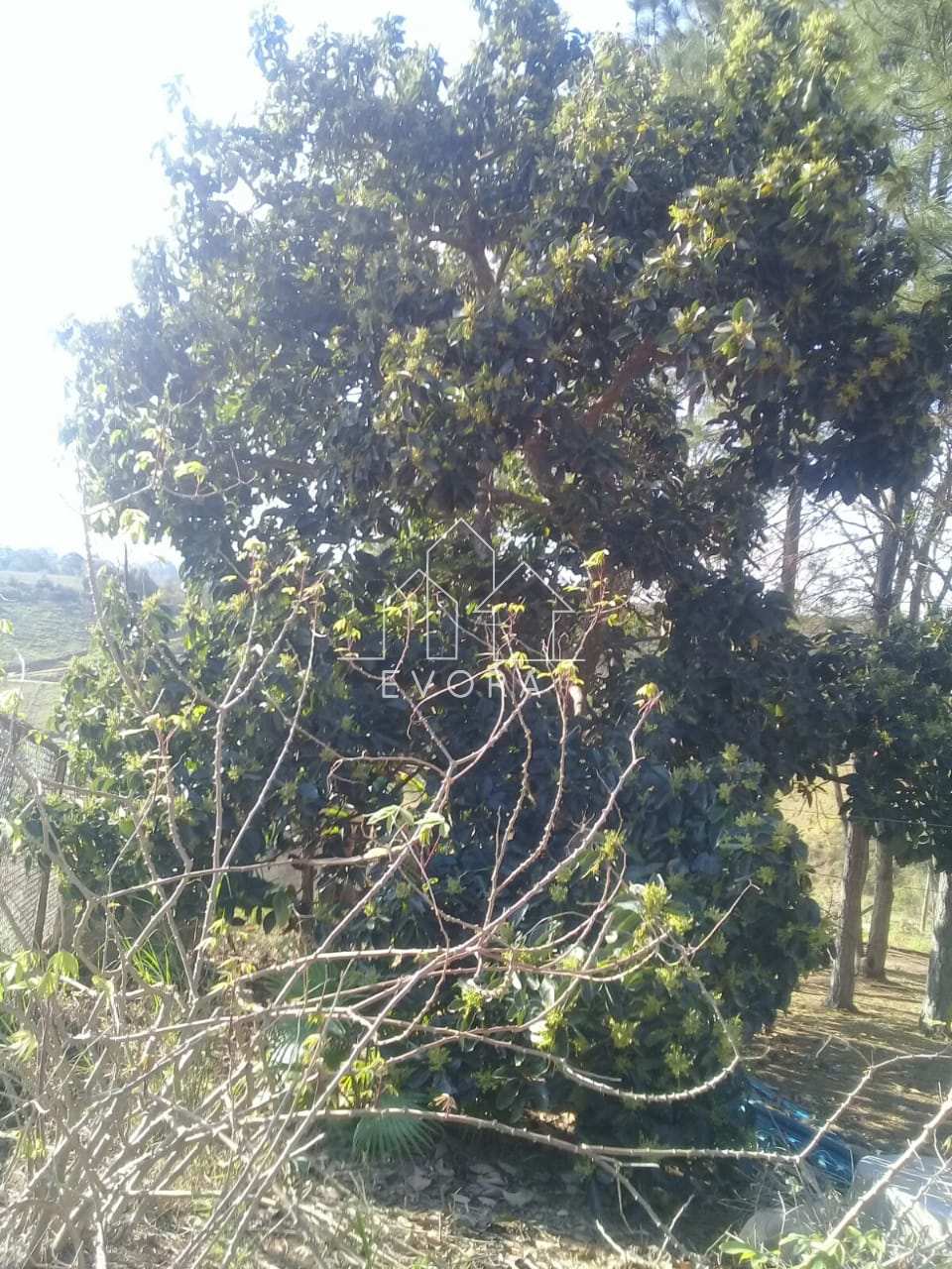 Chácara à venda em Monte Sião, Carapiá, com 5 quartos, 20000m² - Évora Imóveis